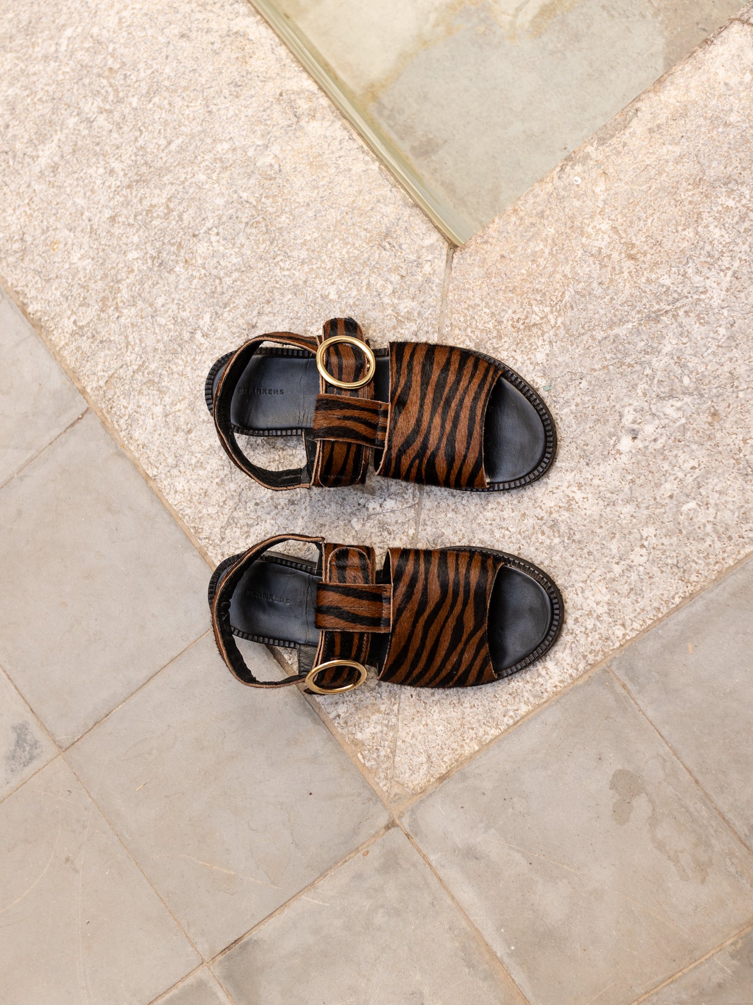 THE PALERMO RUST ZEBRA